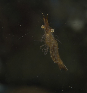 post-larval Shrimp (half inch long)
one out of the innum... by Chris Krambeck 